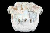 Beautiful Oreodont (Leptauchenia) Skull #77819-3